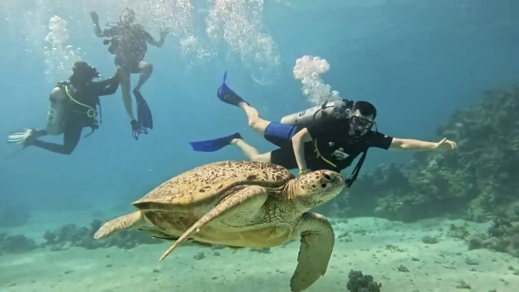 Scuba divers exploring the vibrant coral of the Near Garden house reef with Scorpion Dive Club, the best diving center in Sharm El Sheikh.