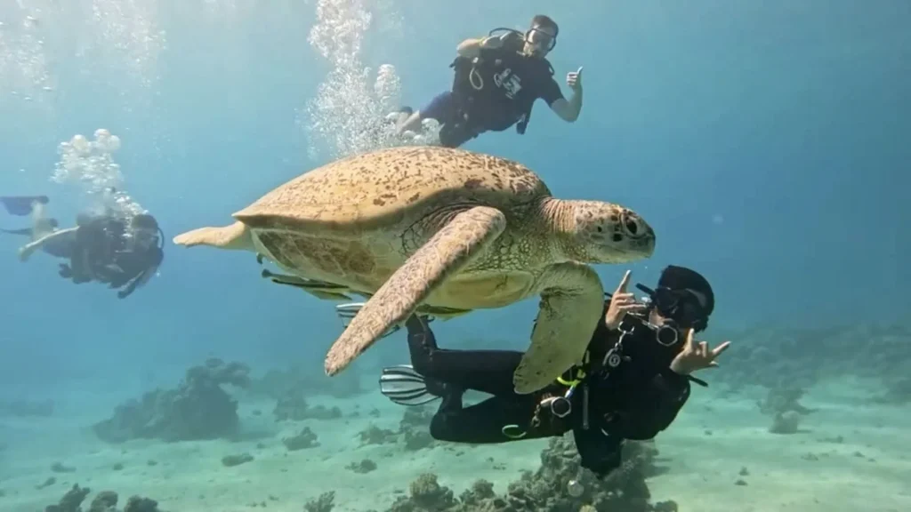 Scuba divers exploring the vibrant coral of the Near Garden house reef with Scorpion Dive Club, the best diving center in Sharm El Sheikh.