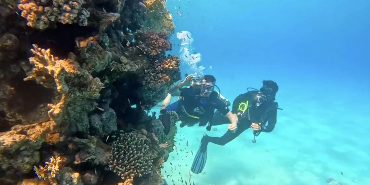 Scuba divers exploring the vibrant coral of the Near Garden house reef with Scorpion Dive Club, the best diving center in Sharm El Sheikh.