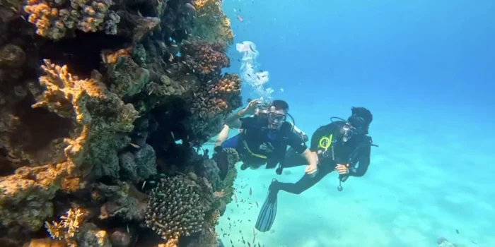 Scuba divers exploring the vibrant coral of the Near Garden house reef with Scorpion Dive Club, the best diving center in Sharm El Sheikh.